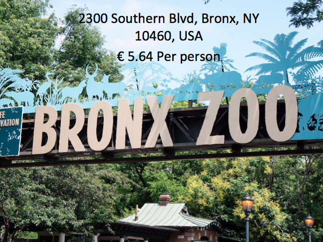 Bronx Zoo Math