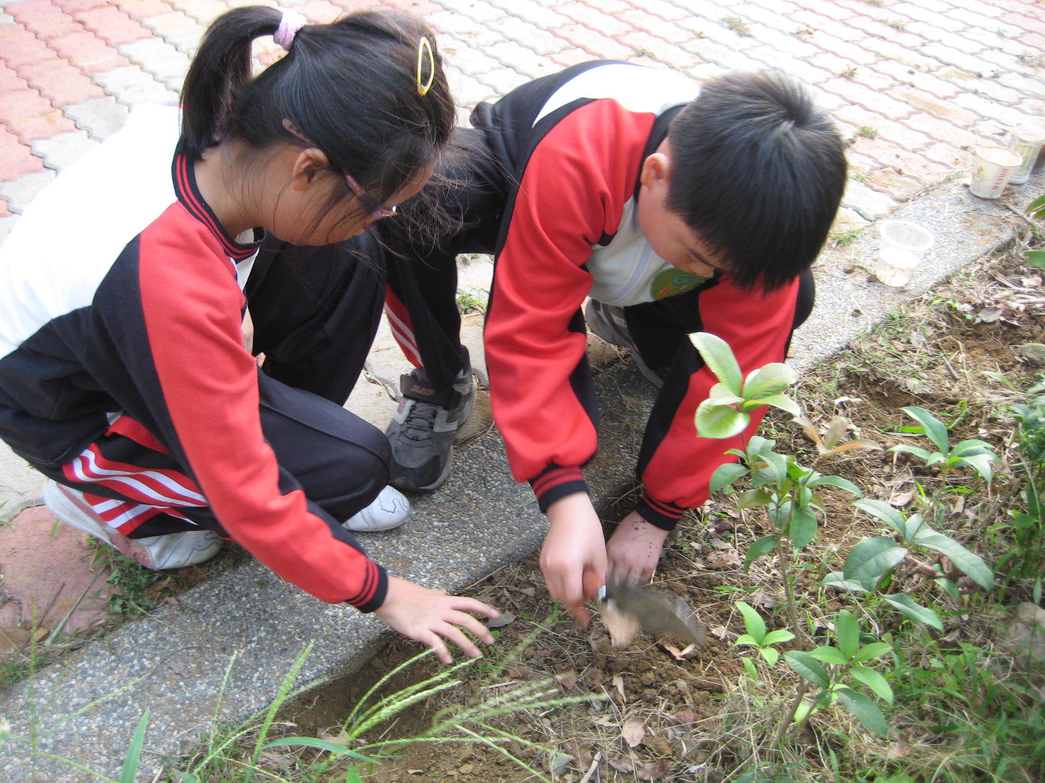 Taiwan Planting